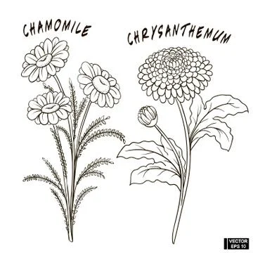 Sketch of flowers of set Иллюстрация