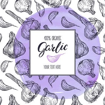 Sketch frame of Garlic Stock Illustration