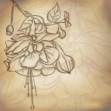Sketch  fuchsia background Stock Illustration