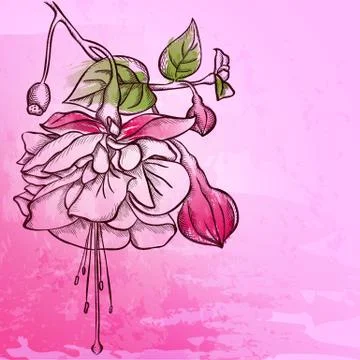 Sketch  fuchsia background Stock Illustration