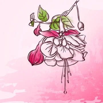 Sketch  fuchsia background Stock Illustration