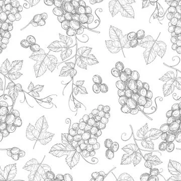 Sketch grapes seamless pattern vector texture background Stock Illustration