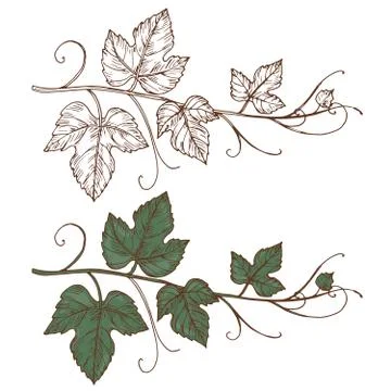 Sketch grapevine vector isolated on white background Stock Illustration