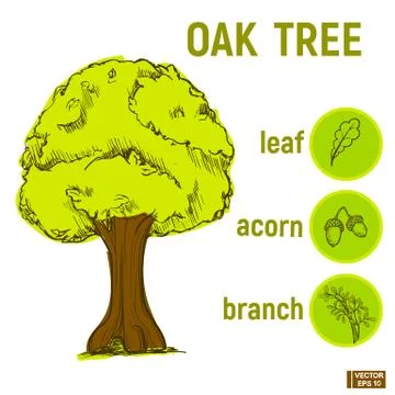 Sketch of a green oak. イラスト素材