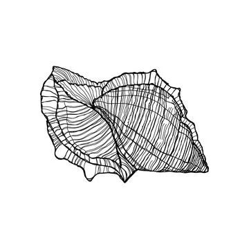 Sketch hand-painted shell black outline on a white background Stock Illustration