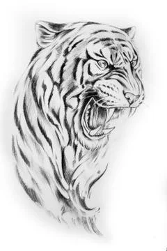 Sketch of the head of a tiger on a white background. Stock Illustration