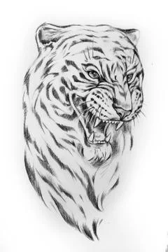 Sketch of the head of a tiger on a white background. Stock Illustration