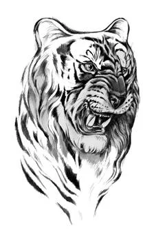 Sketch of the head of a tiger on a white background. Stock Illustration
