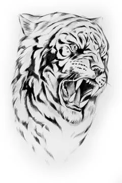 Sketch of the head of a tiger on a white background. Stock Illustration