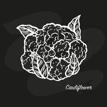Sketch image of cauliflower on a black background Stock Illustration