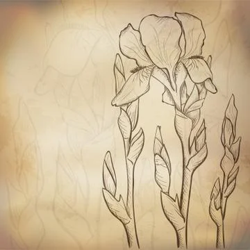 Sketch iris background Stock Illustration