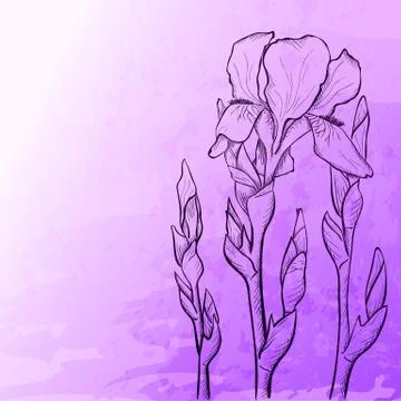 Sketch  iris background Stock Illustration