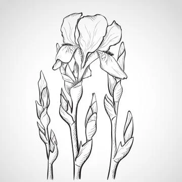 Sketch  iris flowers Illustrazione stock