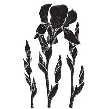 Sketch  iris flowers Illustrazione stock