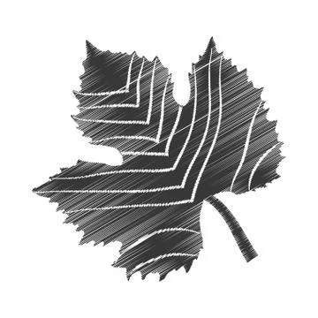 Sketch leave grape design Stock Illustration