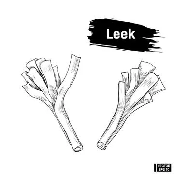 Sketch of leeks, vegetable outline. Иллюстрация