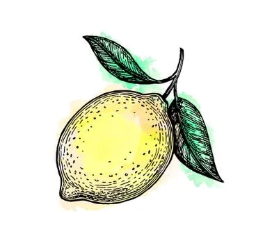 Sketch of lemon. Stock Illustration