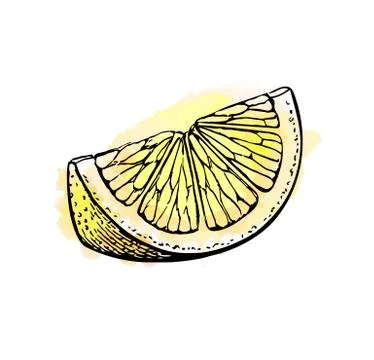 Sketch of lemon. Stock Illustration