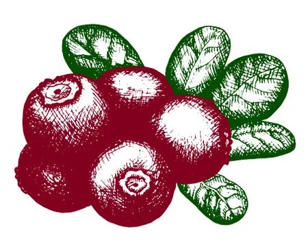 Sketch of lingonberry Stock Illustration