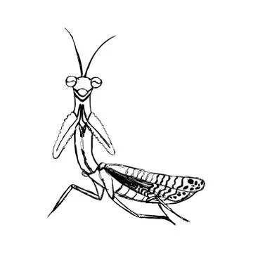 Sketch of a mantis in black lines Stock Illustration