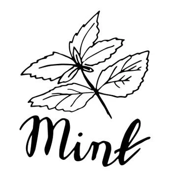 Sketch mint leaves Stock Illustration