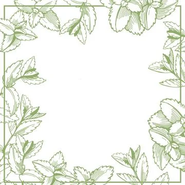 Sketch mint. Vector  background. Stock Illustration