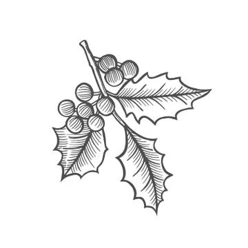 Sketch of mistletoe branch Illustrazione stock
