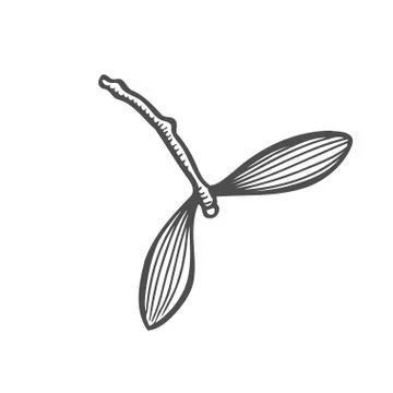Sketch of mistletoe branch Illustrazione stock