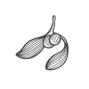 Sketch of mistletoe branch Stock Illustration