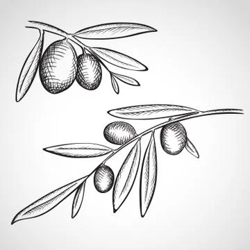 Sketch  olive tree branches Stock Illustration