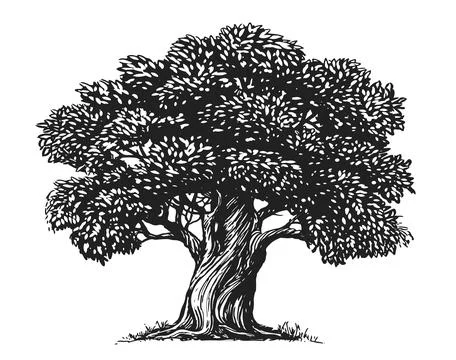 Sketch Olive Tree isolated on white background. Hand drawn illustration. Vintage Stock Illustration