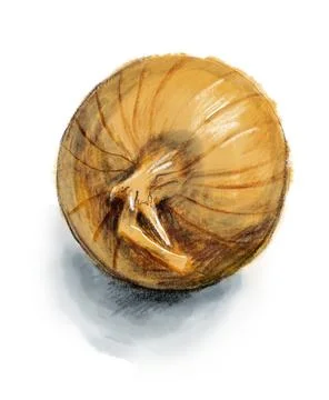 Sketch of onion. Stock Illustration