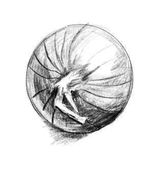 Sketch of onion. Stock Illustration