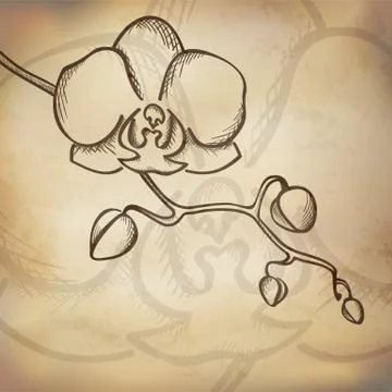 Sketch  orchid background Stock Illustration