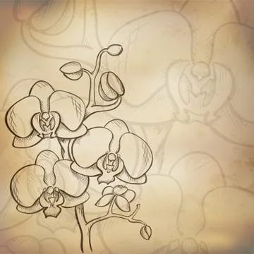 Sketch  orchid background Stock Illustration
