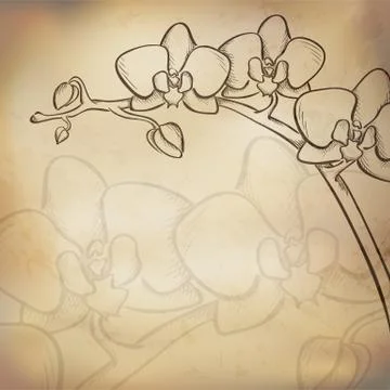 Sketch  orchid background Stock Illustration