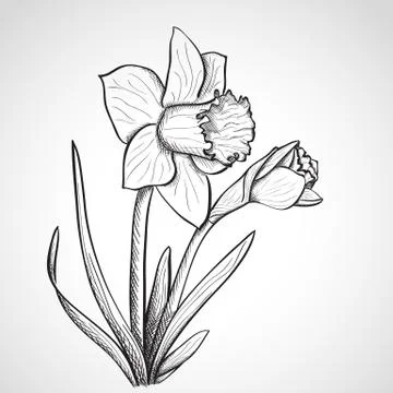 Sketch orchid  Stock Illustration