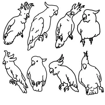 Sketch of parrot Set Stock Illustration