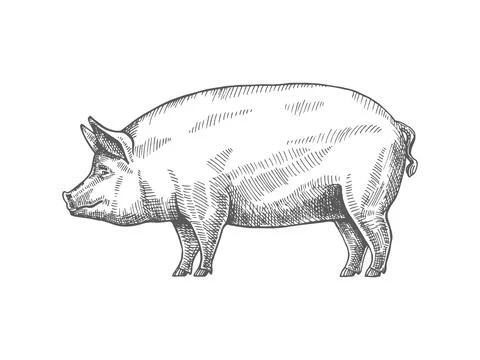 Sketch of a pig Stock Illustration