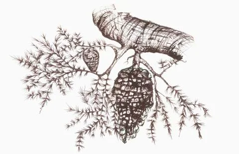 Sketch of a pine cone hanging from a tree branch Illustrazione stock