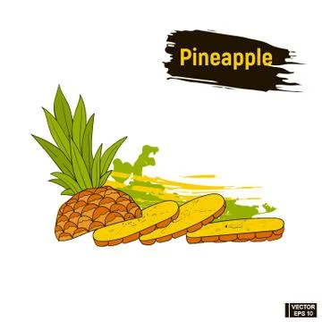 Sketch of pineapple, sectional view. イラスト素材