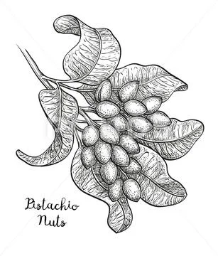 Sketch of pistachio branch Stock Illustration