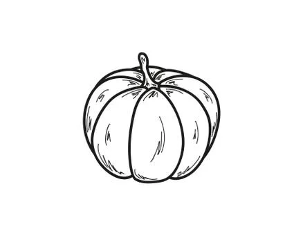 Sketch of the pumpkin Stock Illustration
