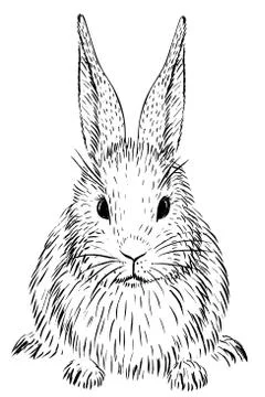 Sketch of rabbit Stock-Illustration