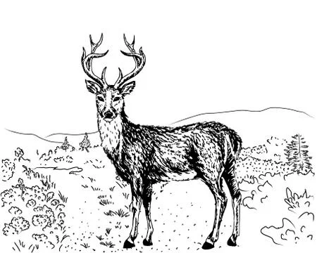 Sketch of reindeer Stock Illustration