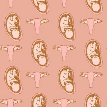 Sketch reproductive system Stock Illustration