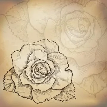 Sketch  rose background Stock Illustration