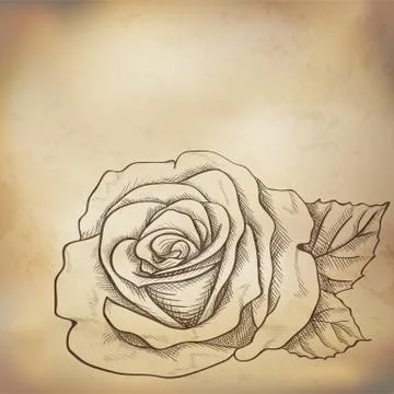 Sketch  rose background Stock Illustration