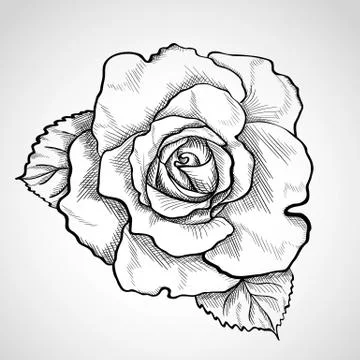 Sketch rose branch Stock Illustration
