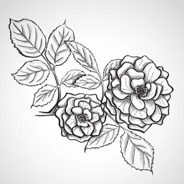 Sketch rose branch Stock Illustration
